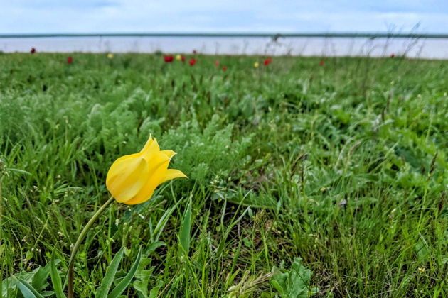 Виды Однодневный тур в Элисту + Музей Кочевых народов + цветущая степь