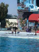 Экскурсия "Дельфинарий и плавание с дельфинами в Шарм-эль-Шейхе " - фото отзыва 2