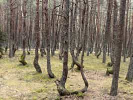 Экскурсия "Куршская коса: золотые дюны, танцующий лес и магия Балтики" - фото отзыва 4