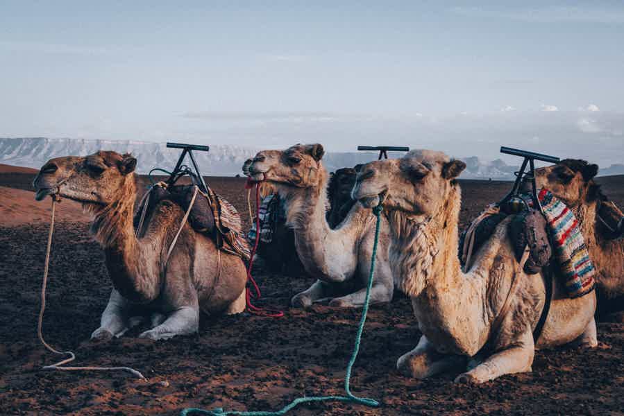  Agafay Desert Sunset Camel Ride w/ Hotel Pickup & Drop-off - photo 4