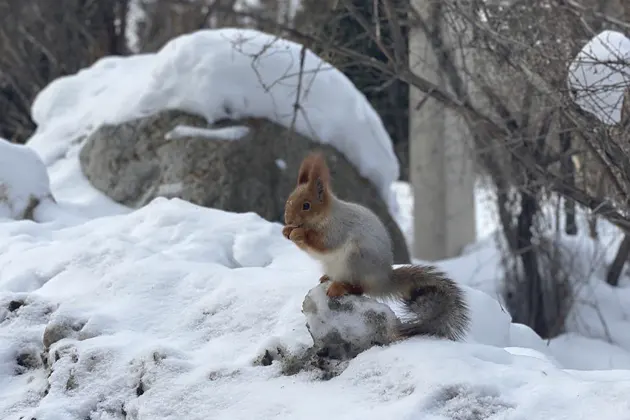Уникальный природный парк Ала-Арча — фото 2