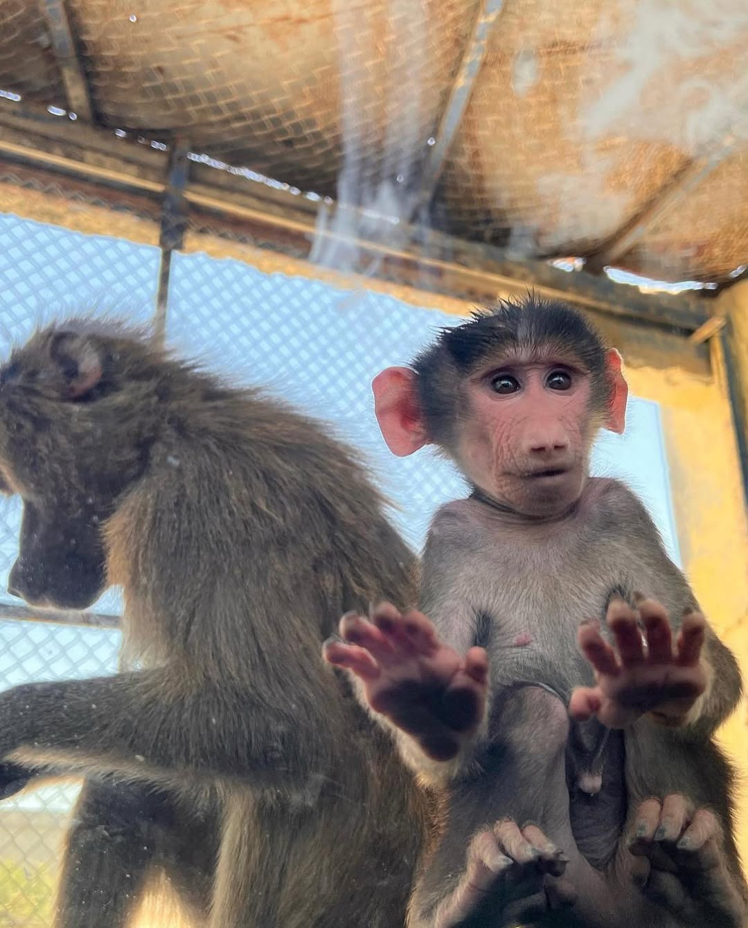 Из Каира - Сафари-парк (Safari park) для детей и вызрослых