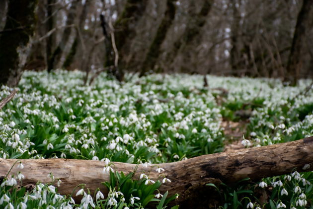 За подснежниками на Аю-Даг