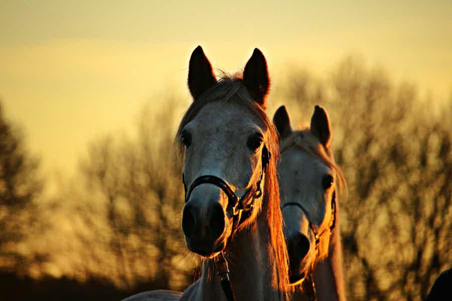Прогулка на лошадях и общение с животными  - фото 3