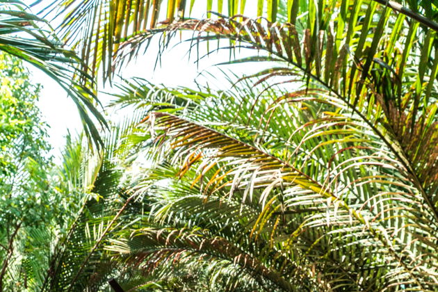 Дельта Меконга за один день: острова и сельская жизнь