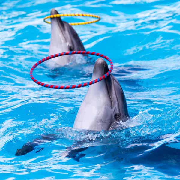 Плавание с дельфинами в Кемере - фото 1
