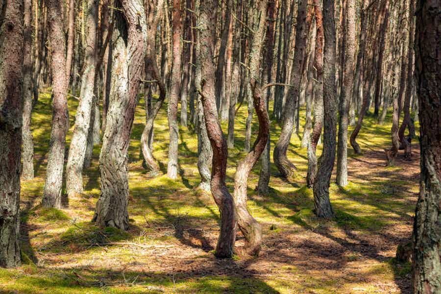 «Куршская коса» Танцующий лес, Высота Эфа и г. Зеленоградск - фото 4