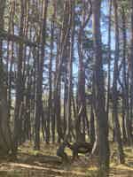 Экскурсия "Утренняя Куршская коса, Зеленоградск, высота Эфа, Нессельбек с дегустацией" - фото отзыва 3