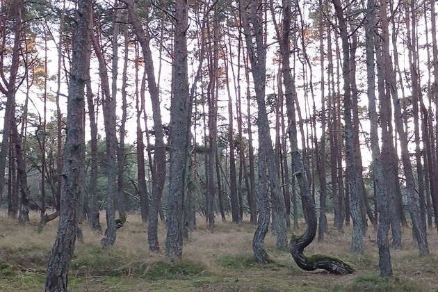 От Куршской косы до курортов: Зеленоградск, Светлогорск и Янтарный