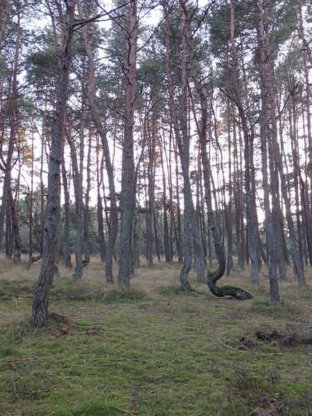 От Куршской косы до курортов: Зеленоградск, Светлогорск и Янтарный - фото 3