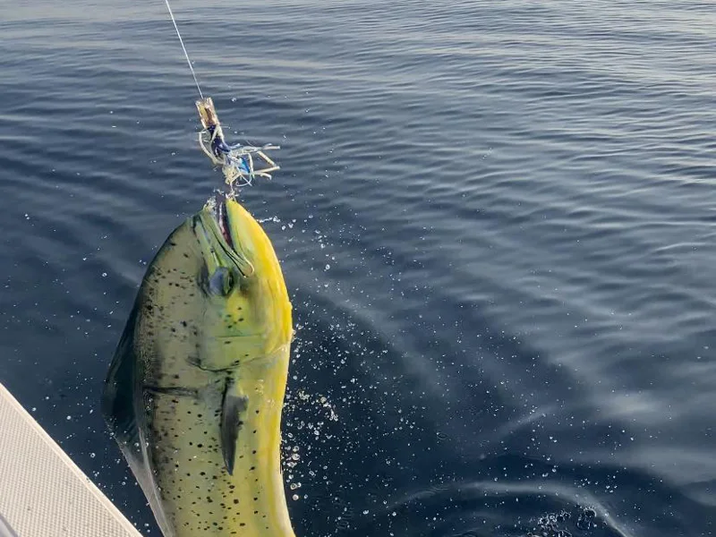 Fishing in Fujairah: Tuna, Mahi-Mahi — photo 2, Dubai | Pokataem