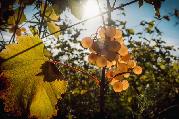 Виды От лозы до тостов: Организованный Ртвели с традиционным застольем