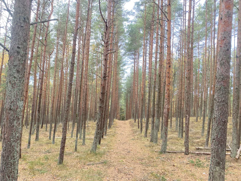 Куршская коса: от Танцующего леса до дюны Эфа — фото 7, Калининград | Покатаем