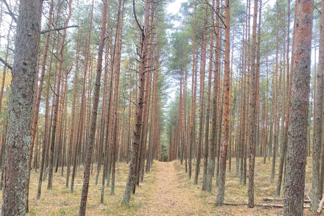 Виды Куршская коса: от Танцующего леса до дюны Эфа