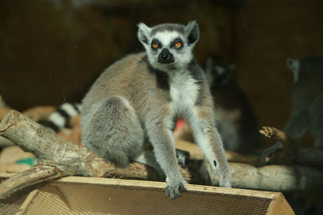 Фото к экскурсии Зоопарк Кхао Кхео: от обезьян и травоядных до крупных хищников