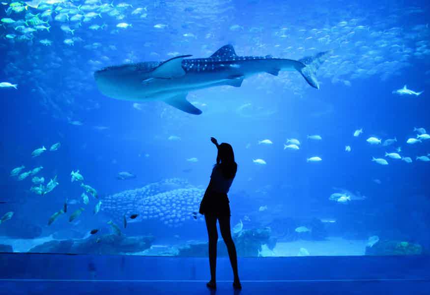 Дубайский аквариум и подводный зоопарк (входной билет) - фото 6