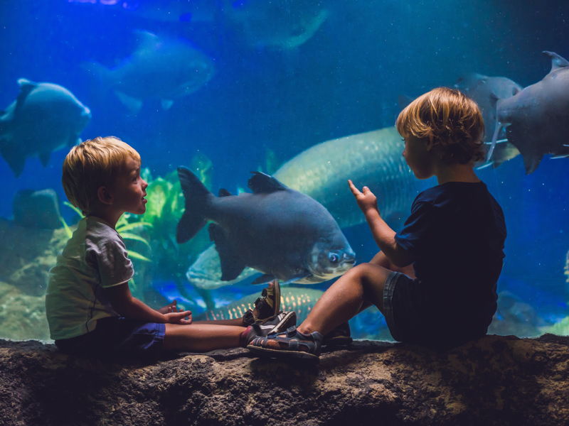 Абу-Даби: входной билет в SeaWorld - экскурсия в Абу-Даби, ОАЭ
