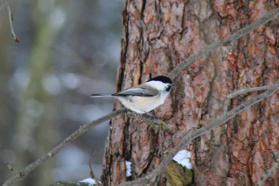 Birdwatching для начинающих: птицы Пискарёвского парка - фото 3
