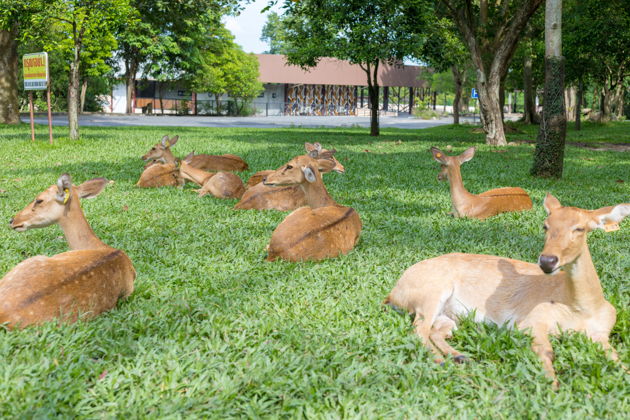 Главное изображение экскурсии - Сафари парк: шоу со слонами и тиграми, кормление животных из джипов