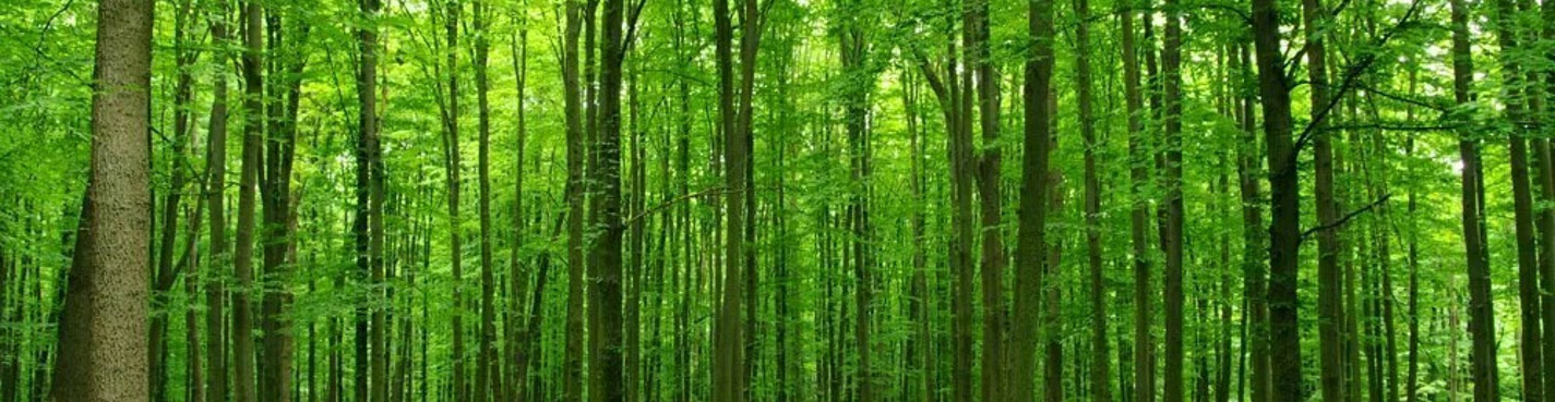 Самурский лиановый лес, экраноплан «Лунь» и пляж с черным песком