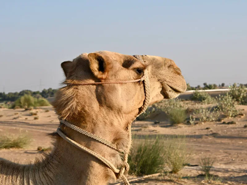 Сафари ранним утром из Аджмана — встречай свой день незабываемо! — фото 4, Аджман | Покатаем