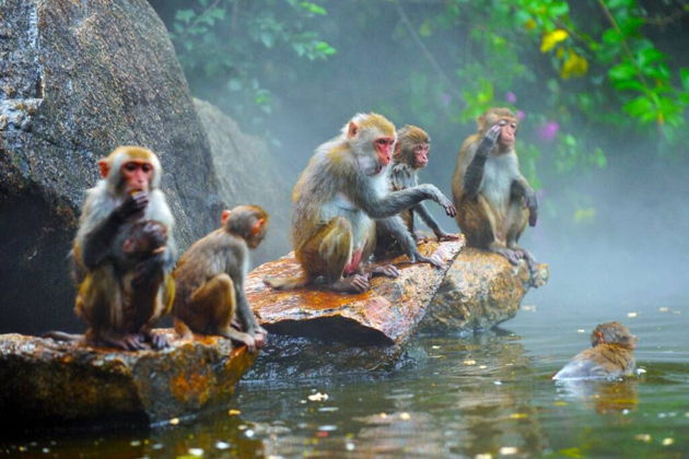 Остров обезьян (Санья, о. Хайнань)