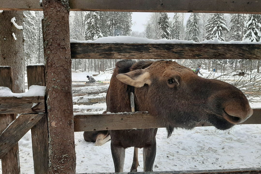 Из Костромы на лосиную ферму на автомобиле — фото 2