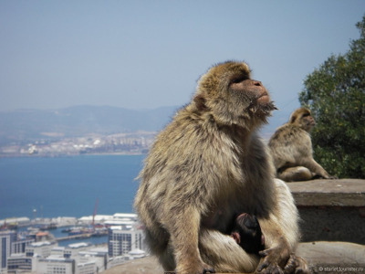 Индивидуальная экскурсия в Гибралтар с личным гидом
