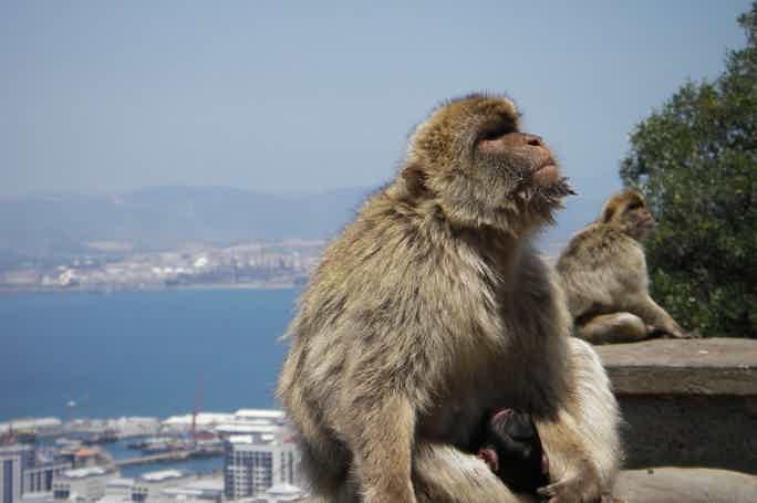Индивидуальная экскурсия в Гибралтар с личным гидом