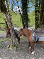 Экскурсия "Конный тур каньон Псахо" - фото отзыва 3