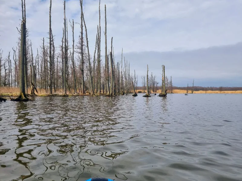 SUP-прогулка по реке Тростянка — фото 6, Зеленоградск | Покатаем