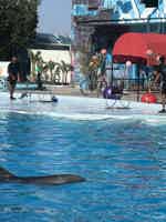 Экскурсия "Дельфинарий и плавание с дельфинами в Шарм-эль-Шейхе " - фото отзыва 1