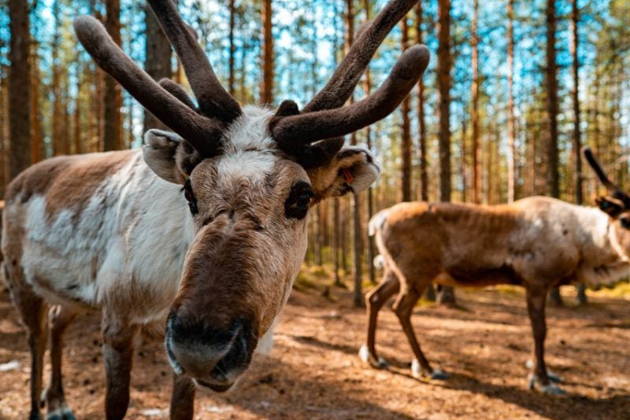 В гости к хаски и северным оленям