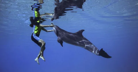 Дубай: глубоководное плавание с дельфинами в Atlantis