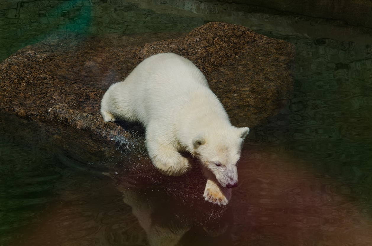 Белый медведь в зоопарке Санкт-Петербурга