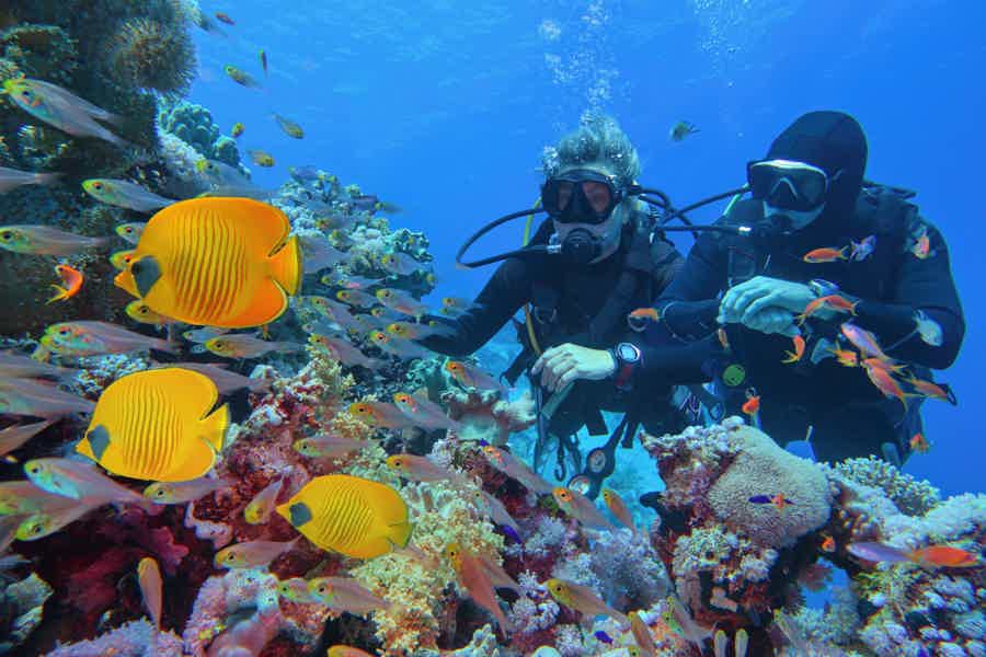 Дайвинг в Хургаде — красоты подводного мира Красного моря - фото 3