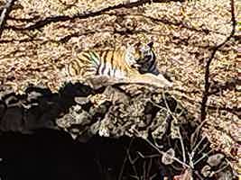 Экскурсия "Сафари-парк и релакс в трёх бухтах Уссурийского залива" - фото отзыва 4