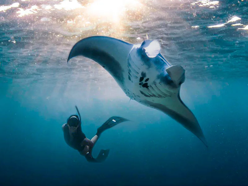 Снорклинг с Manta Ray — фото 4, Бали | Покатаем