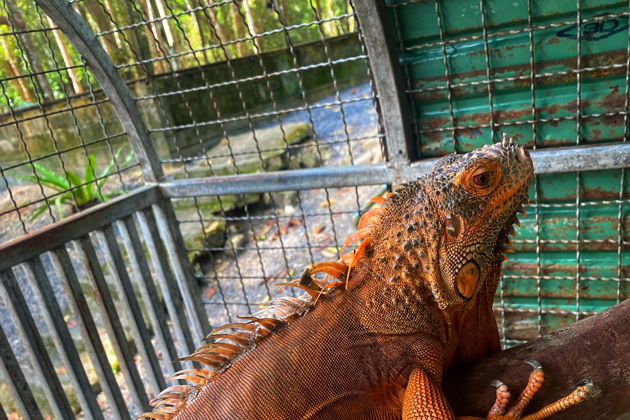 Као Лак 5 в 1: слоны, водопад, храм, сплав и черепахи