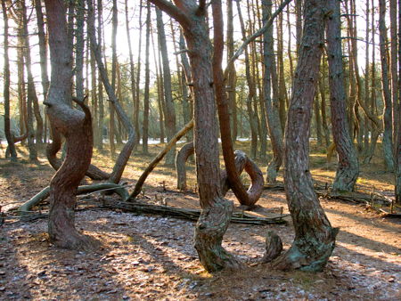 Танцующий лес