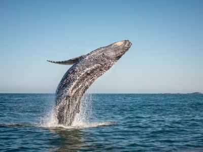 Из Пунта-Каны: тур в заповедник с наблюдением за китами