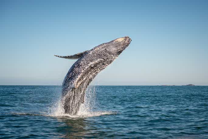 Из Пунта-Каны: тур в заповедник с наблюдением за китами