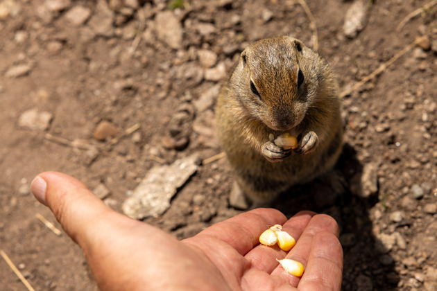 Виды Джилы-Су, Долина нарзанов и мощь Кавказских гор