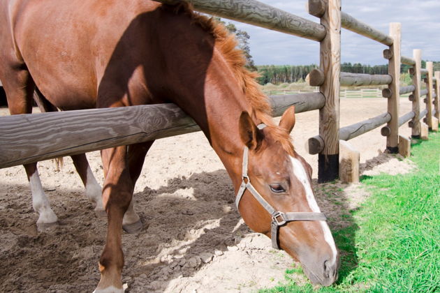 Конный тур в Баку: катание на лошадях и знакомство с элитными породами