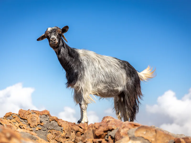 Пеший поход на Джебель-Джайс — природа, панорамы, отдых в оазисе — фото 7, Дубай | Покатаем