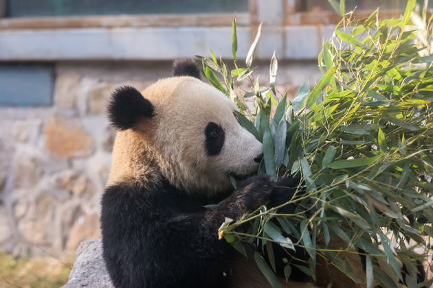 Входной билет в Пекинский зоопарк и Дом панд