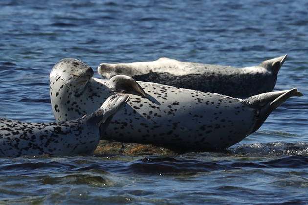 Остров Путятина: ларги и сивучи