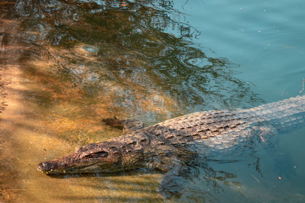 Виды Билет в Парк Крокодилов Дубая — встреча с древними хищниками