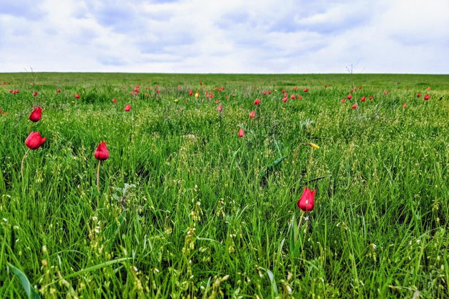 Виды Однодневный тур в Элисту + Музей Кочевых народов + цветущая степь