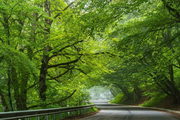 Виды Волшебный День в Лесу Сабадури и Хрониках Грузии